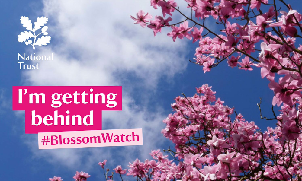 Blossomwatch